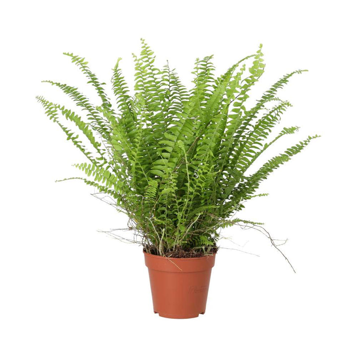 Nephrolepis exaltata (Boston Fern)