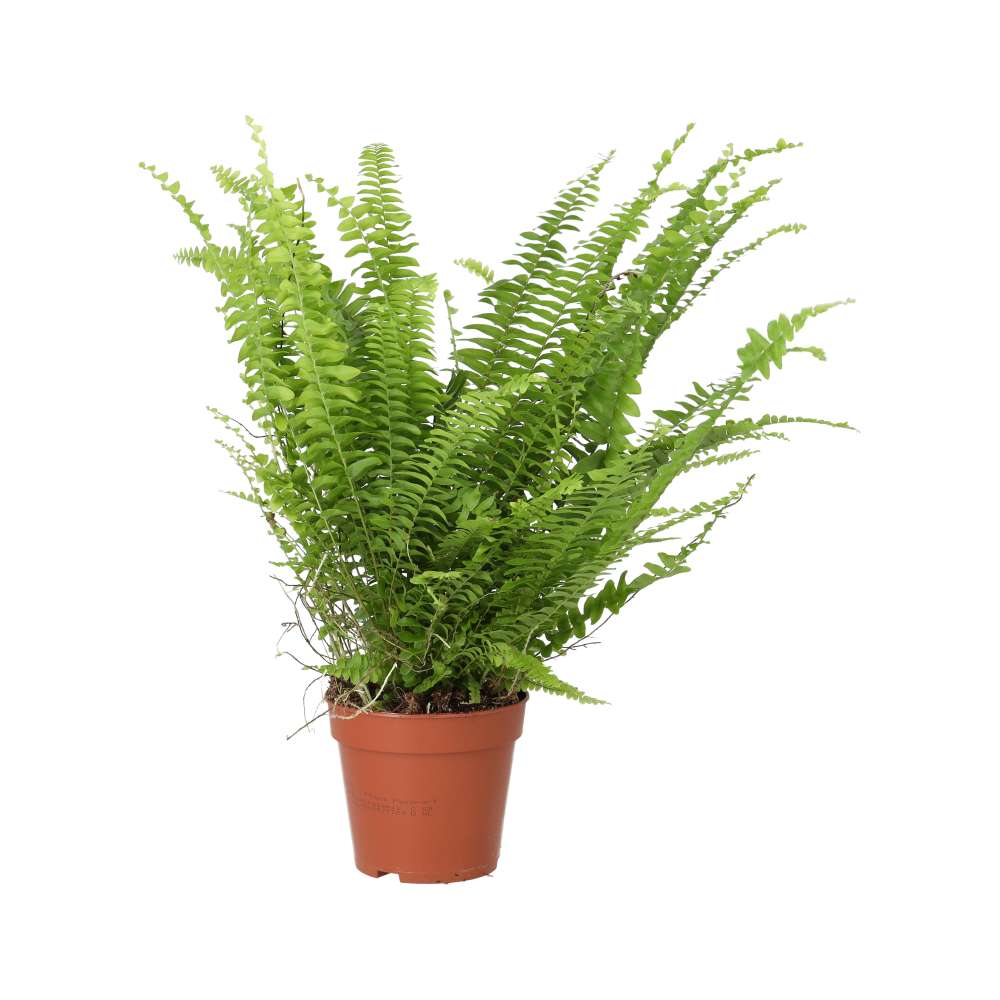 Nephrolepis exaltata (Boston Fern)