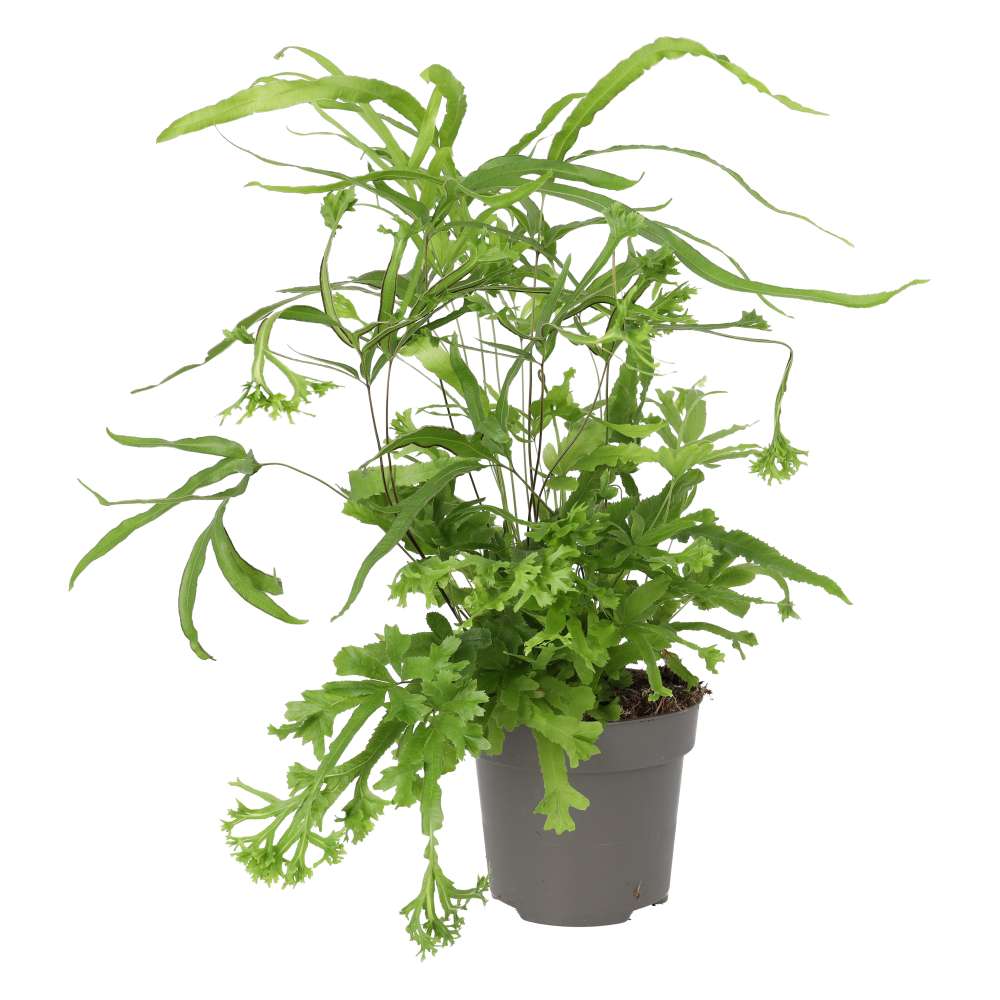 Pteris sp. (Brake Fern)