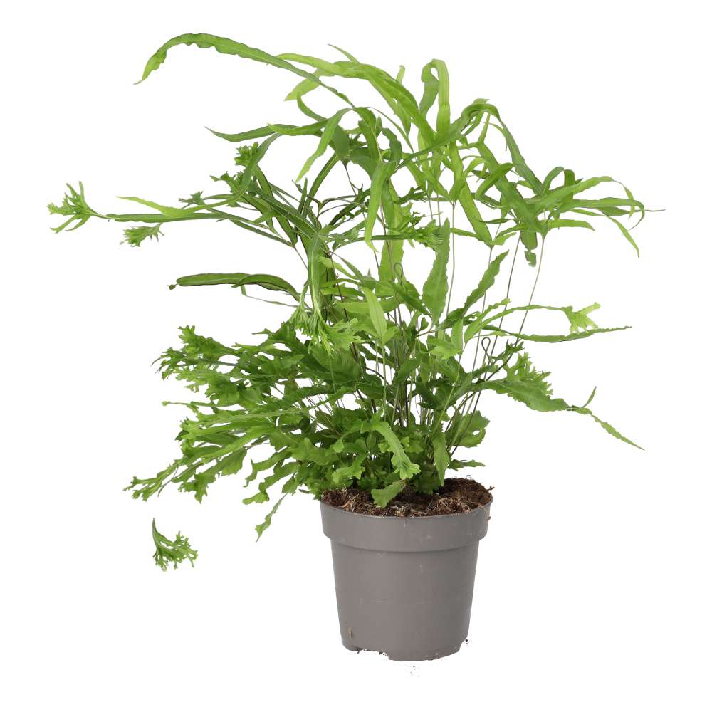 Pteris sp. (Brake Fern)