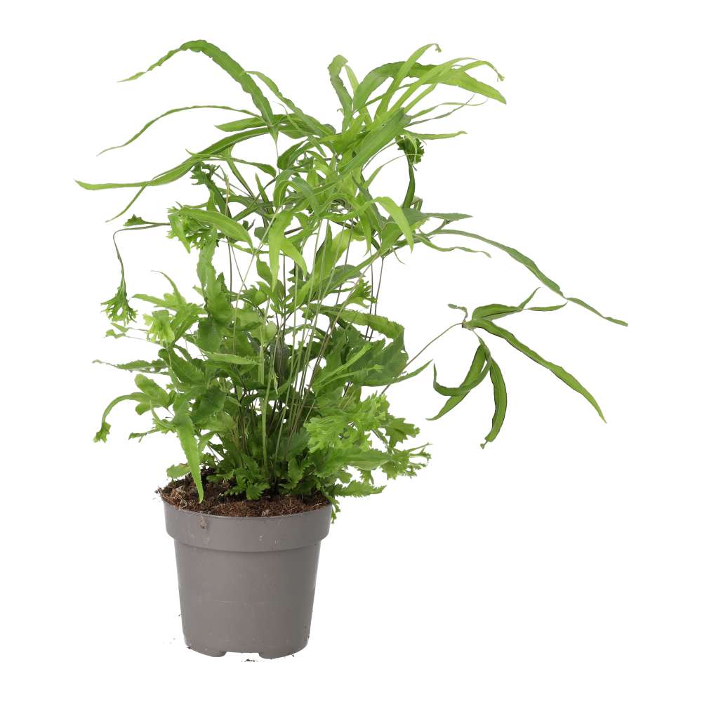 spider brake plant Pteris sp. (Brake Fern)
