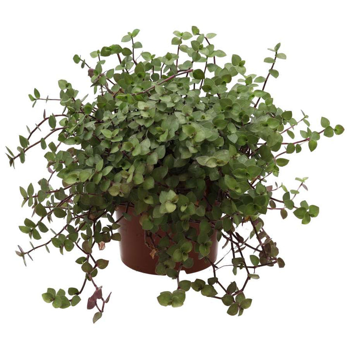 Buy Callisia repens (Turtle Vine) online UK