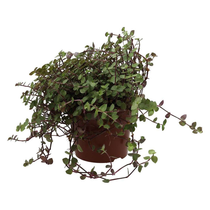 Buy Callisia repens (Turtle Vine) online UK