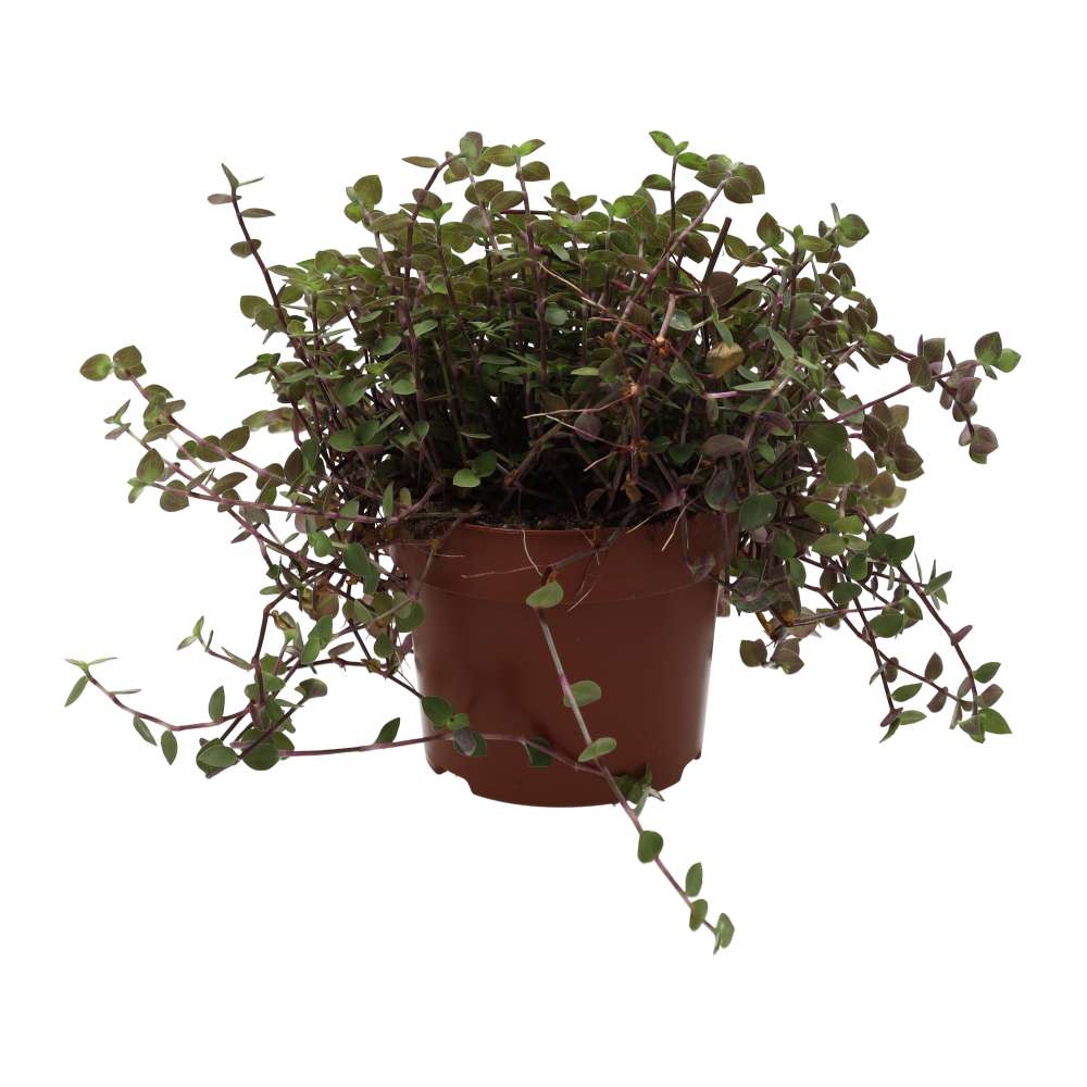 Buy Callisia repens (Turtle Vine) online UK