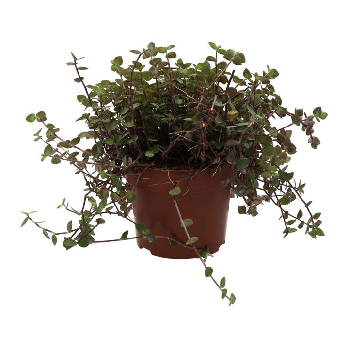 Buy Callisia repens (Turtle Vine) online UK
