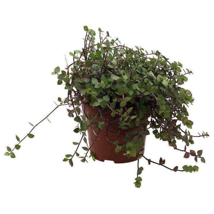 Buy Callisia repens (Turtle Vine) online UK