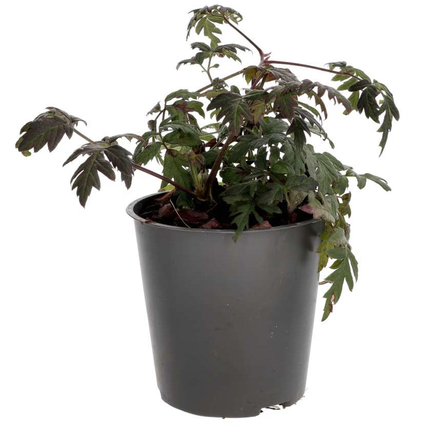 Rubus fruticosus (Thornless Bramble)