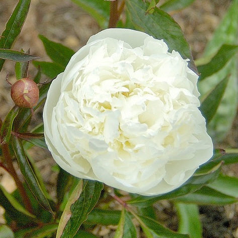 Paeonia lactiflora 'Duchesse de Nemours'