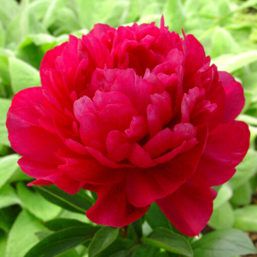 Paeonia lactiflora 'Kansas'