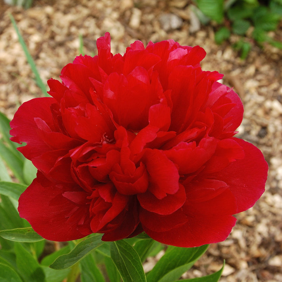 Buy Paeonia officinalis 'Rubra Plena' Tubers online