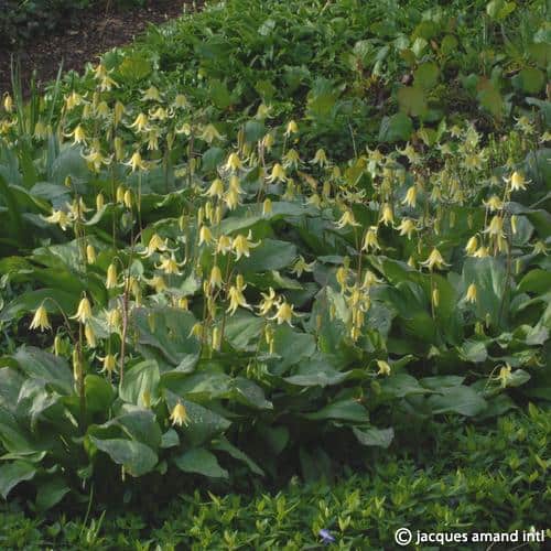 Erythronium 'Pagoda'