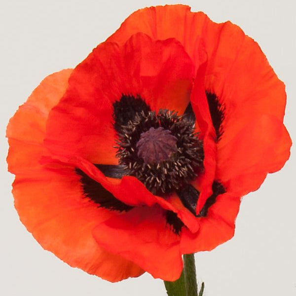 Papaver 'Brilliant' (Oriental Group)
