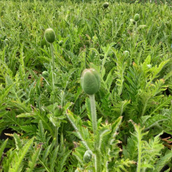 Papaver 'Brilliant' (Oriental Group)
