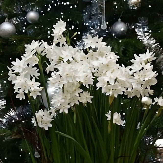 Paper white ziva bulbs
