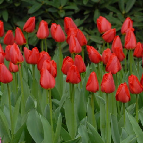 Tulip 'Parade'