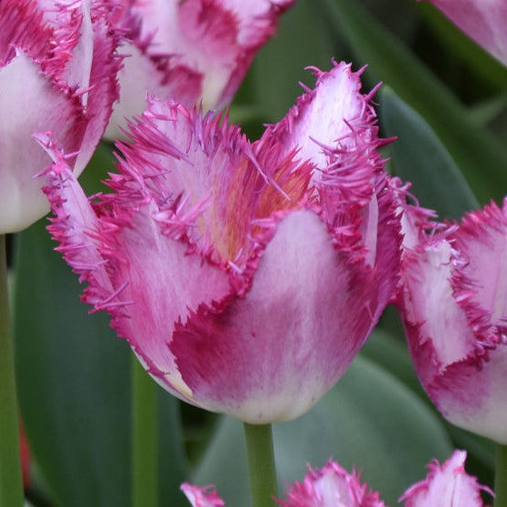 Tulip 'Passion Play' Bulbs