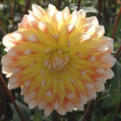 Dahlia 'Peaches and Cream'