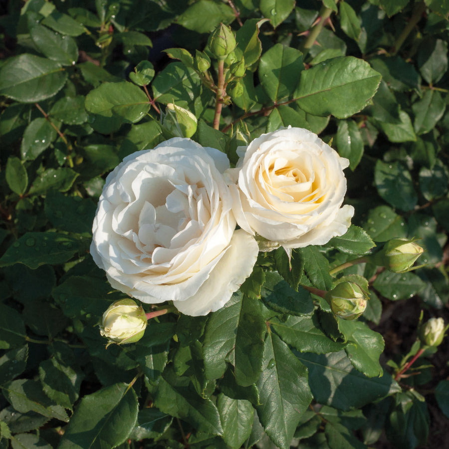 Rosa 'Pearl' (Art Vaza Collection)