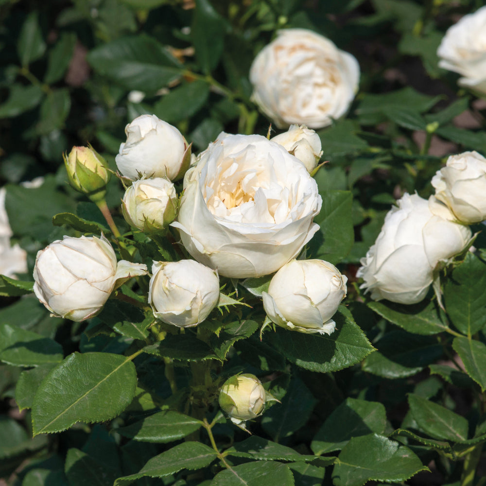 Rosa 'Pearl' (Art Vaza Collection)