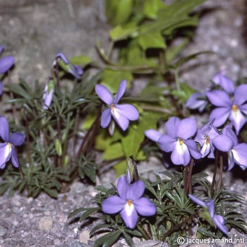 Viola pedata Rhizomes | Birdfoot Violet