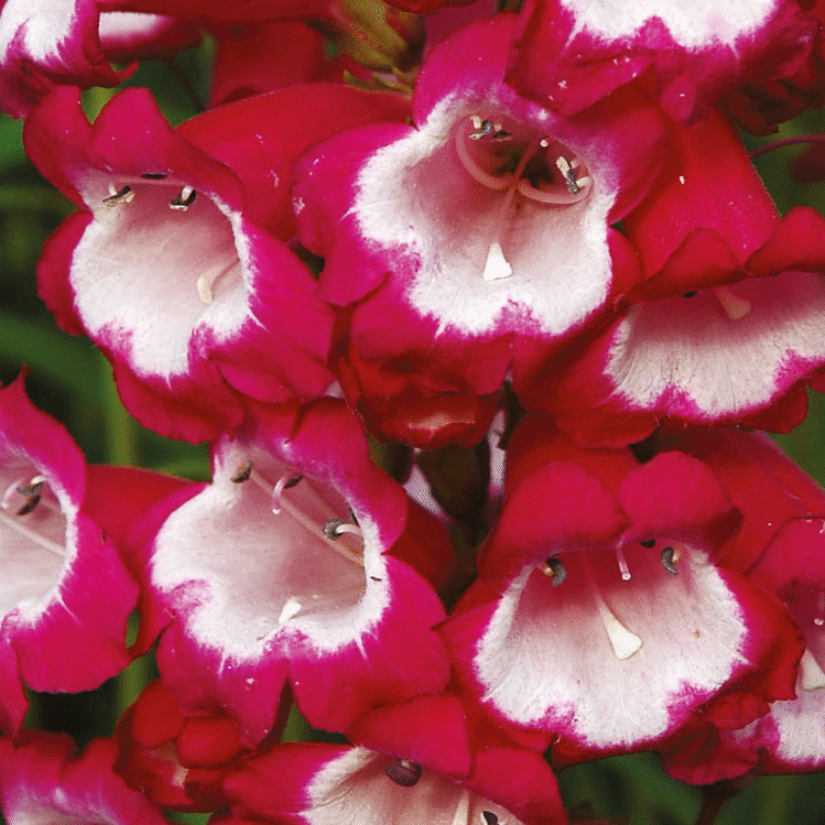 Penstemon 'Pensham Amelia Jane'