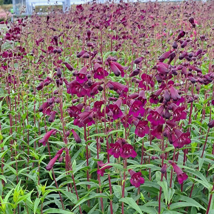 Penstemon 'Pensham Plum Jerkum'
