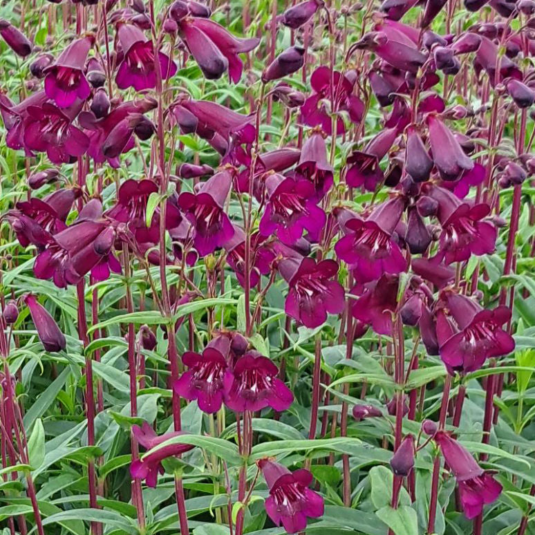 Penstemon 'Pensham Plum Jerkum'