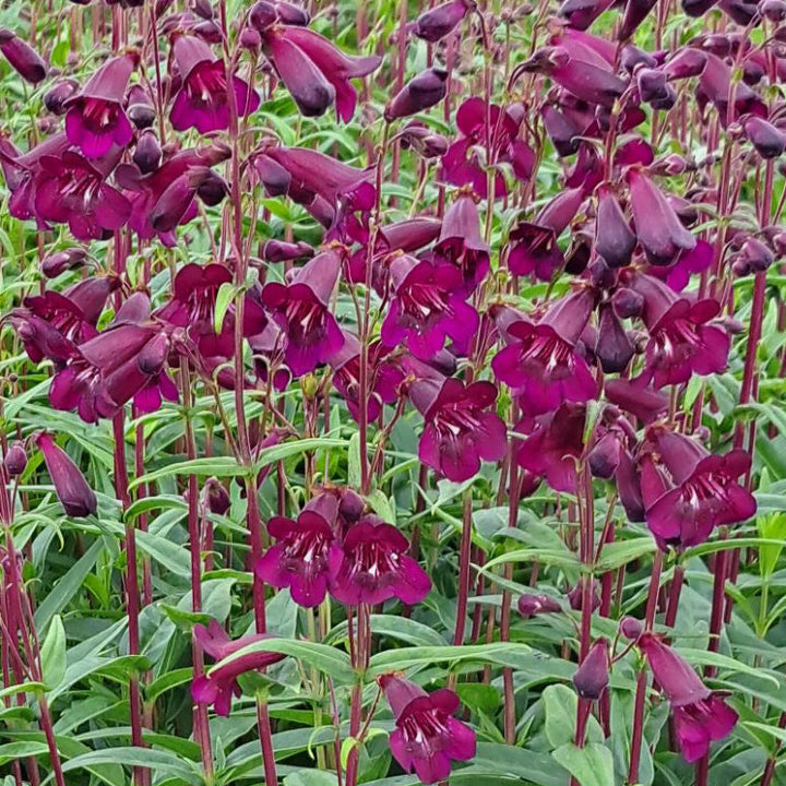 Penstemon 'Pensham Plum Jerkum'