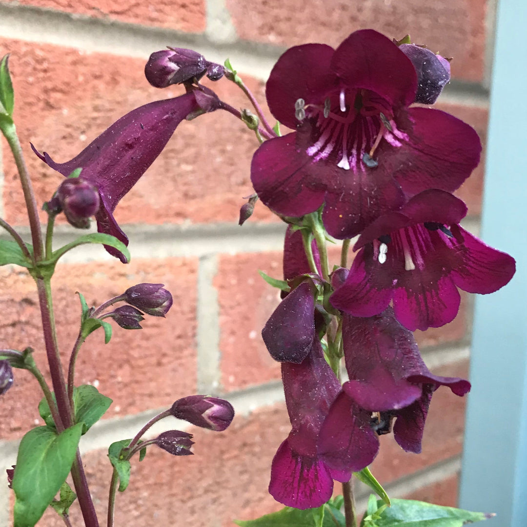 Penstemon 'Pensham Plum Jerkum'