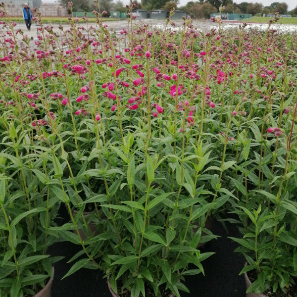 Penstemon 'Pensham Amelia Jane'