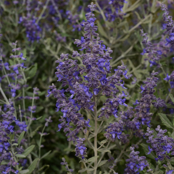 Perovskia atriplicifolia 'Blue Steel'