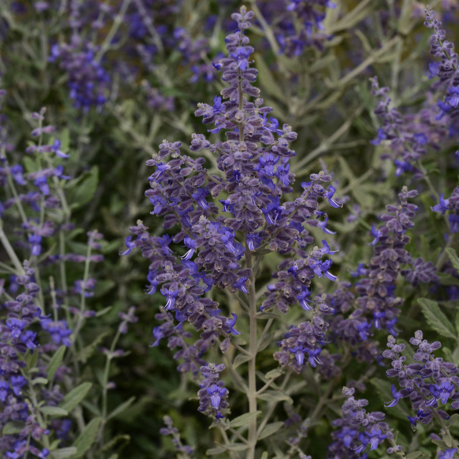 Perovskia atriplicifolia 'Blue Steel'