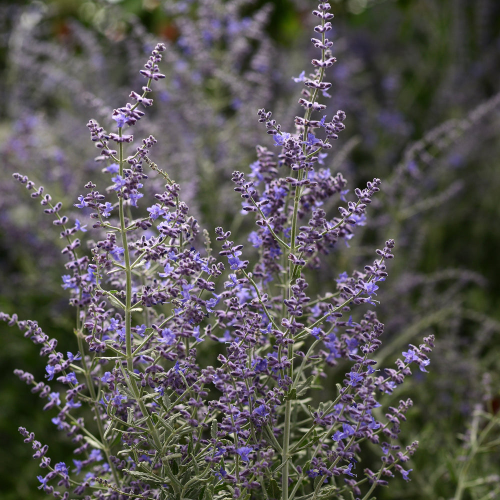 Perovskia atriplicifolia 'Blue Steel'
