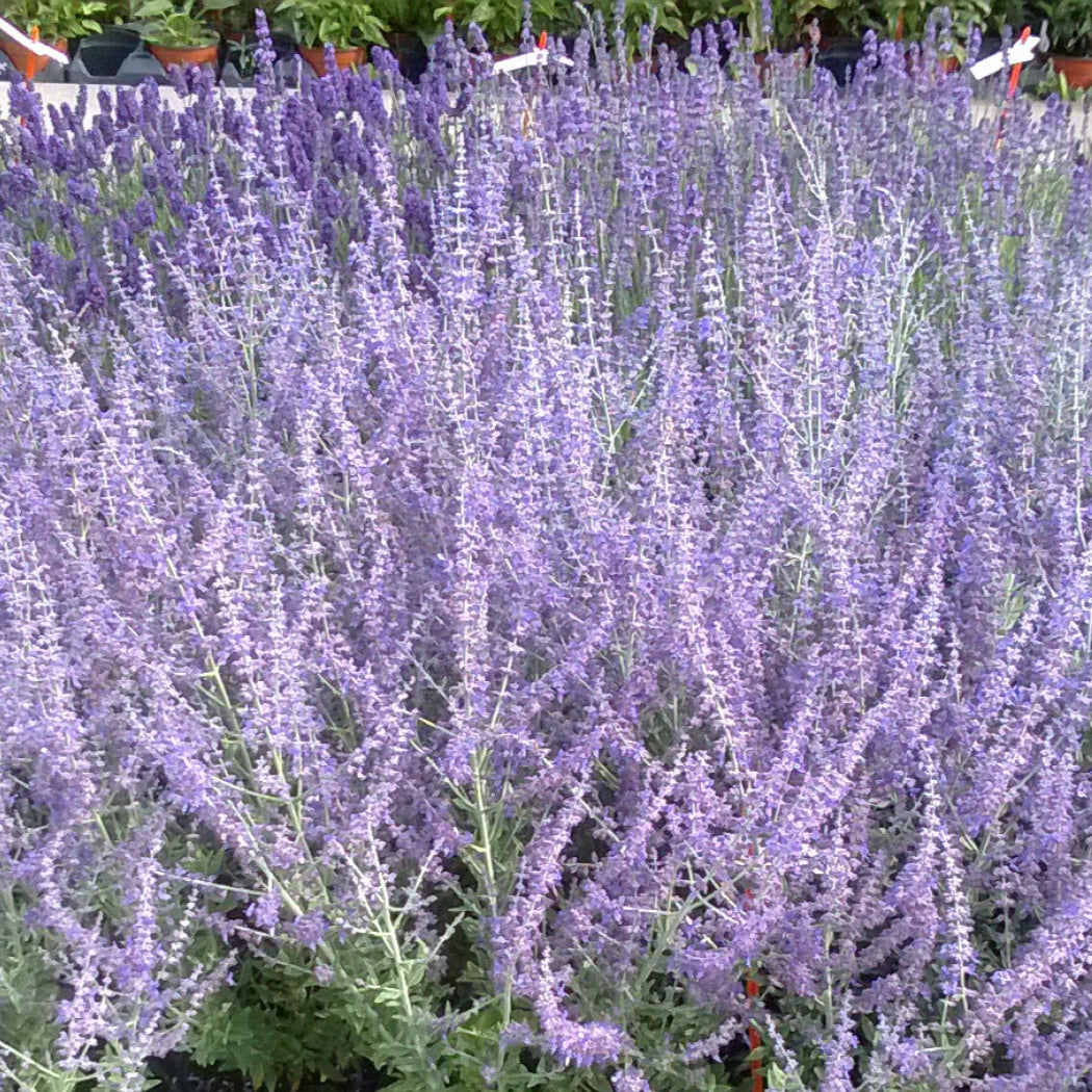 Perovskia atriplicifolia 'Blue Steel'
