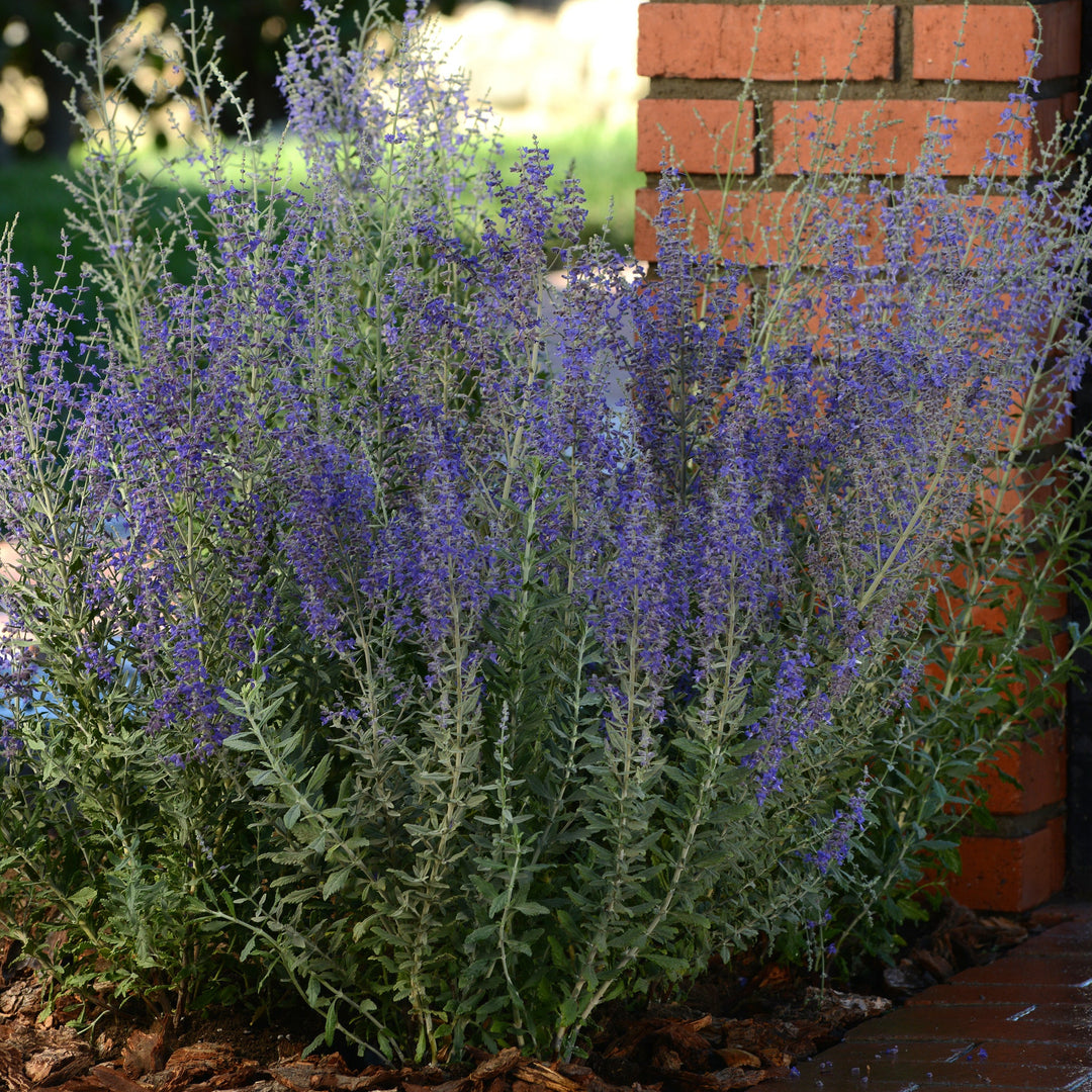 Perovskia atriplicifolia 'Blue Steel'