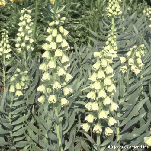 Fritillaria persica Ivory Bells