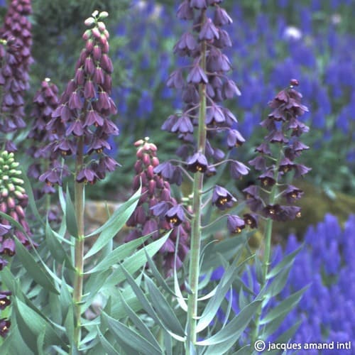 Fritillaria persica