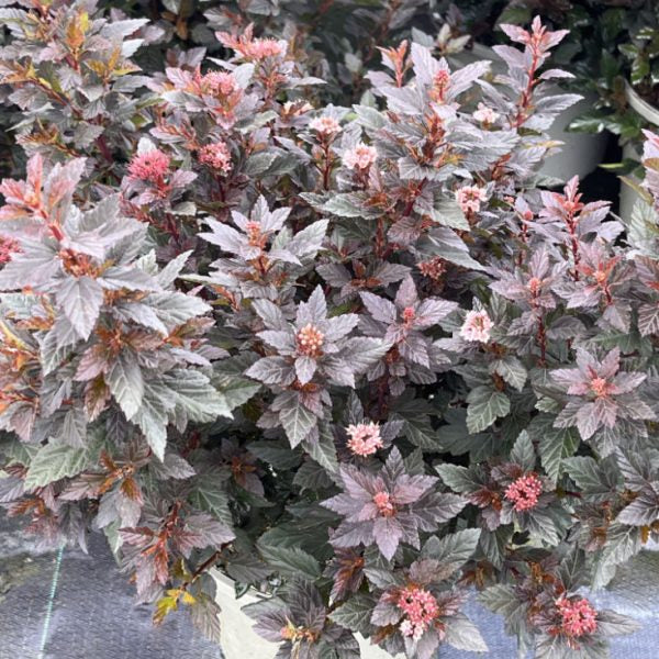 Physocarpus opulifolius 'Little Devil'
