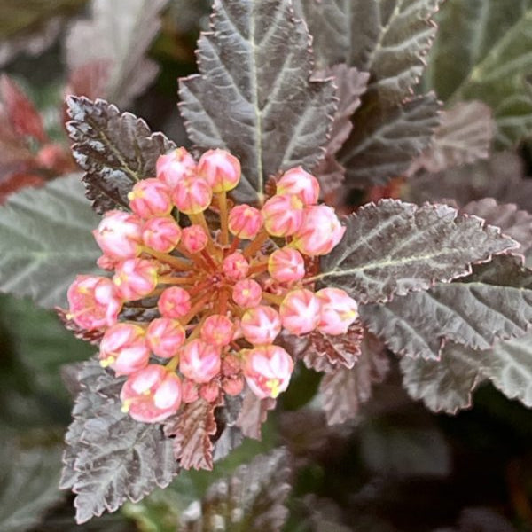 Physocarpus opulifolius 'Little Devil'