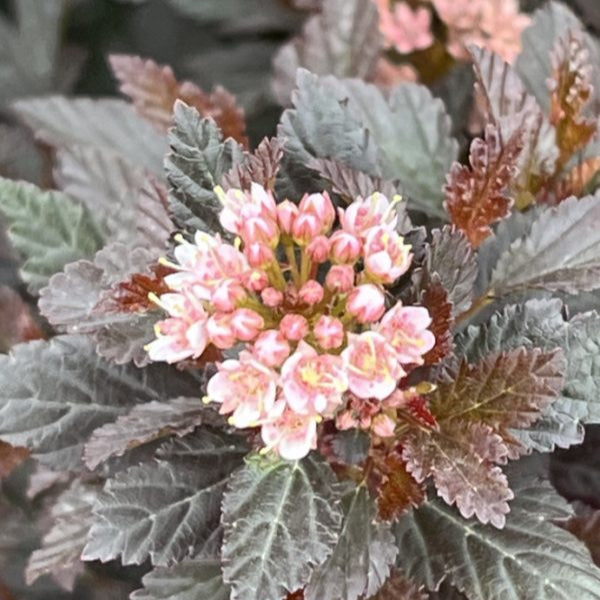 Physocarpus opulifolius 'Little Devil'