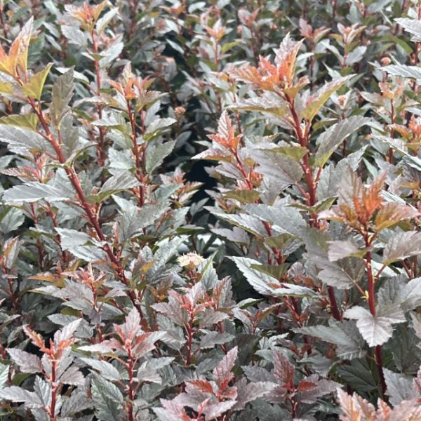 Physocarpus opulifolius 'Little Devil'