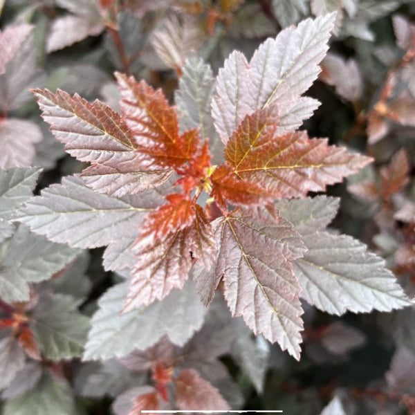 Physocarpus opulifolius 'Little Devil'