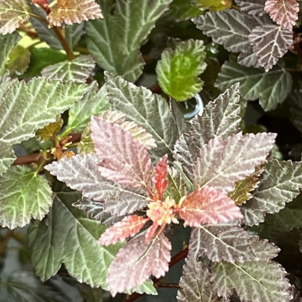 Physocarpus opulifolius 'Little Devil'