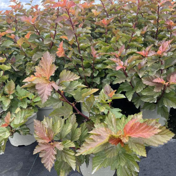 Physocarpus opulifolius 'Magic Ball'
