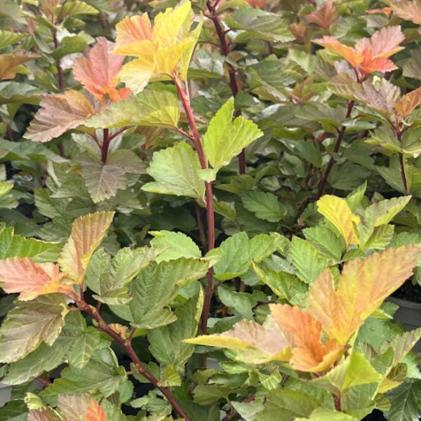 Physocarpus opulifolius 'Magic Ball'