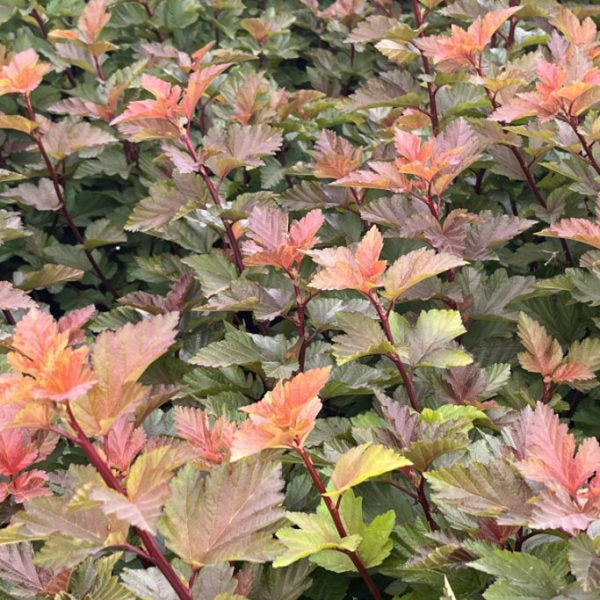 Physocarpus opulifolius 'Magic Ball'