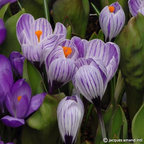 Crocus 'Pickwick' Corms