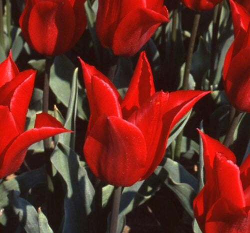 Tulip 'Pieter de Leur'