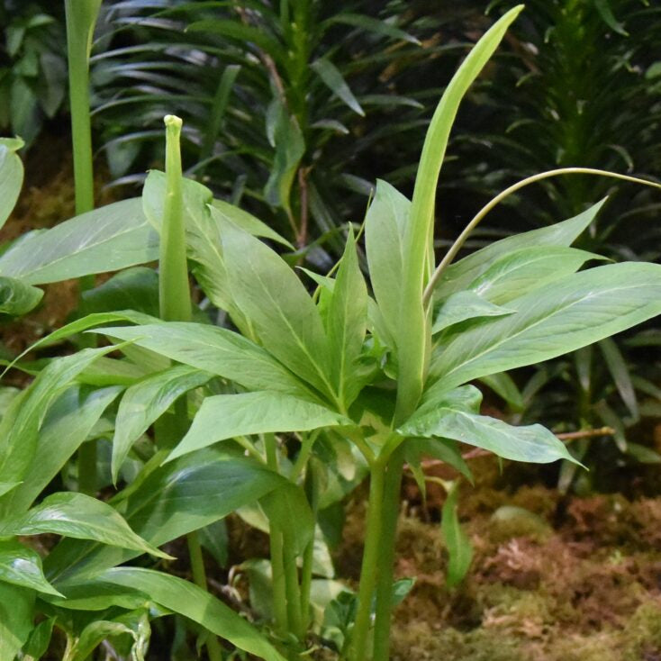 Buy Pinellia pedatisecta (Chinese Green Dragon) Tubers online