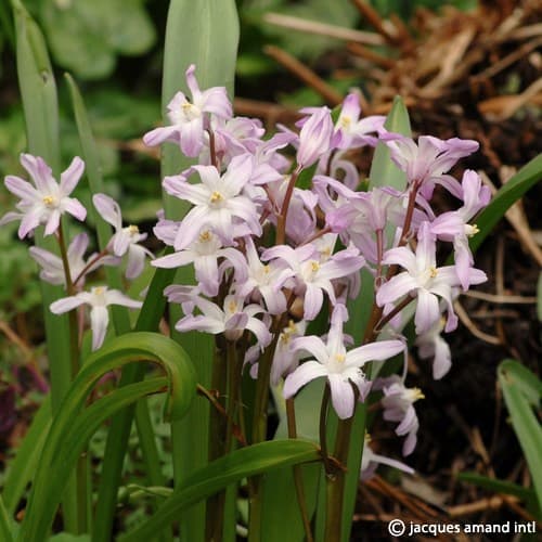 Chionodoxa forbesii Pink Giant